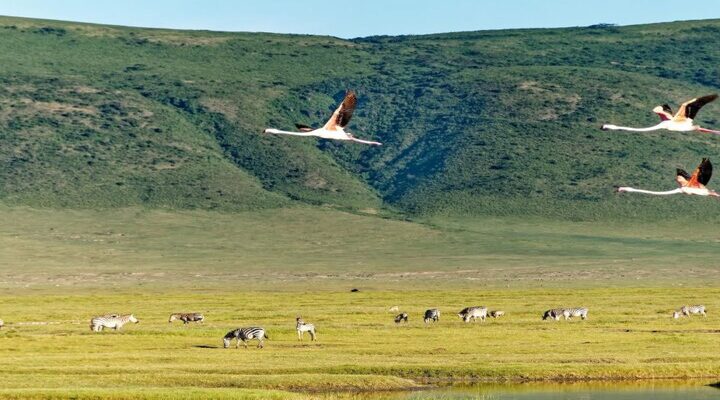 11-days-tanzania-safari-zanzibar-holiday