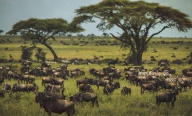 4 days Tanzania luxury flying safari 2026/2027