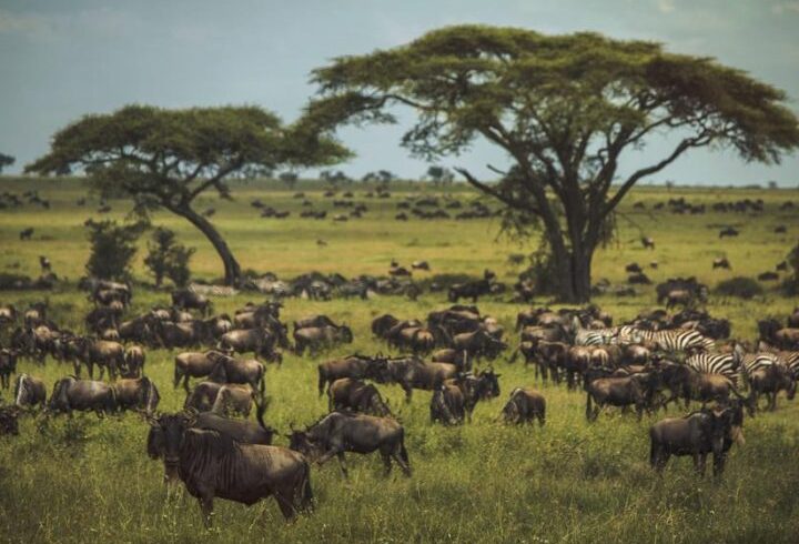 4 days Tanzania luxury flying safari 2026/2027