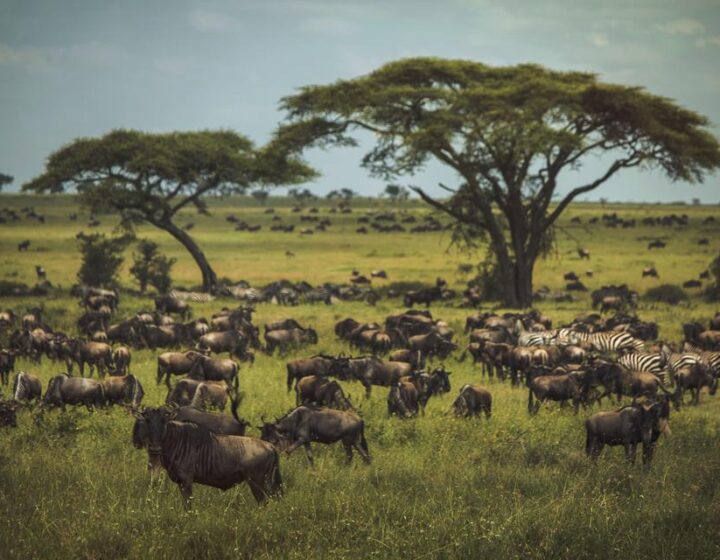 4 days Tanzania luxury flying safari 2026/2027