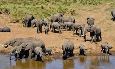 7 days Tanzania Luxury Road safari 2026/2027