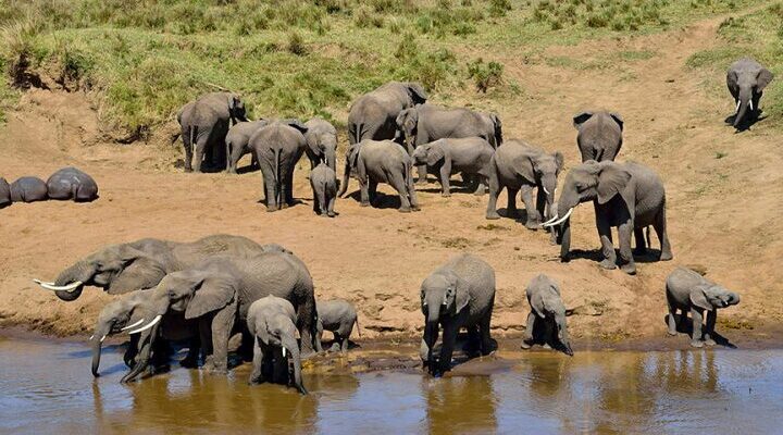 6 days Tanzania mid-range driving safari 2026/2027