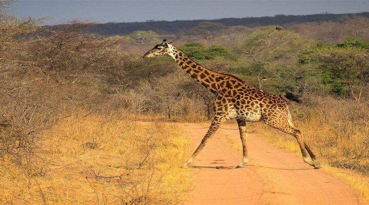 3 days Wildlife Safari to Ruaha | 3 Days Safari in Ruaha 2026/2027