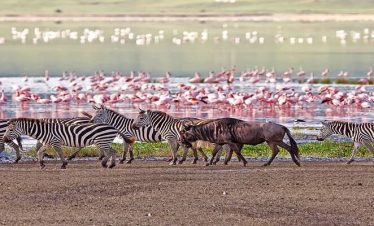 9 days Tanzania driving Safari 2026/2027