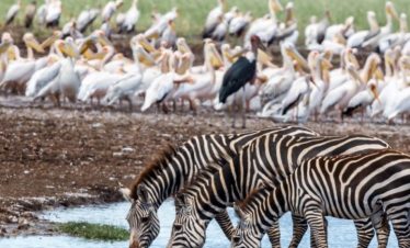 8 days Tanzania High End flying Safari 2026/2027
