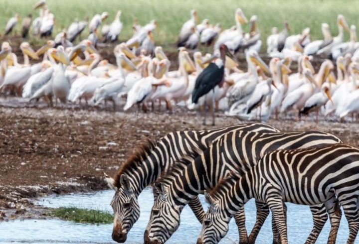 8 days Tanzania High End flying Safari 2026/2027