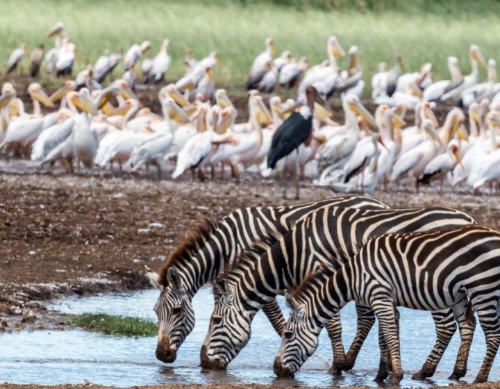 8 days Tanzania High End flying Safari 2026/2027