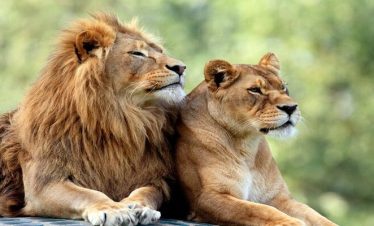 3 days Tanzania Serengeti flying safari 2026/2027