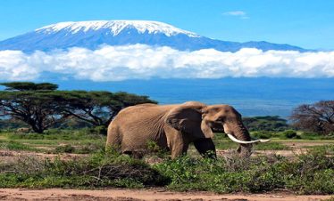 Mount Kilimanjaro overnight Trek