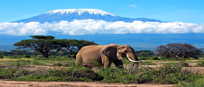Mount Kilimanjaro overnight Trek